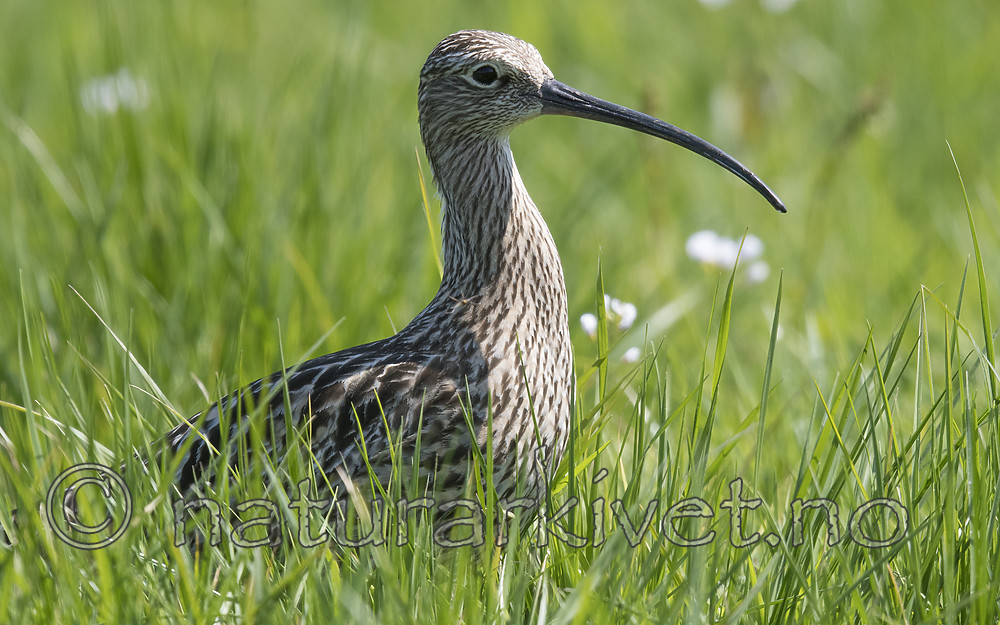BB_20180513_2406 / Numenius arquata / Storspove