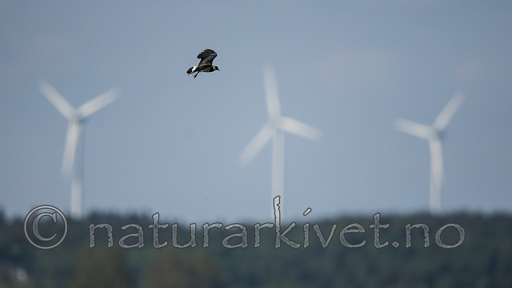 BB_20180513_3057 / Vanellus vanellus / Vipe