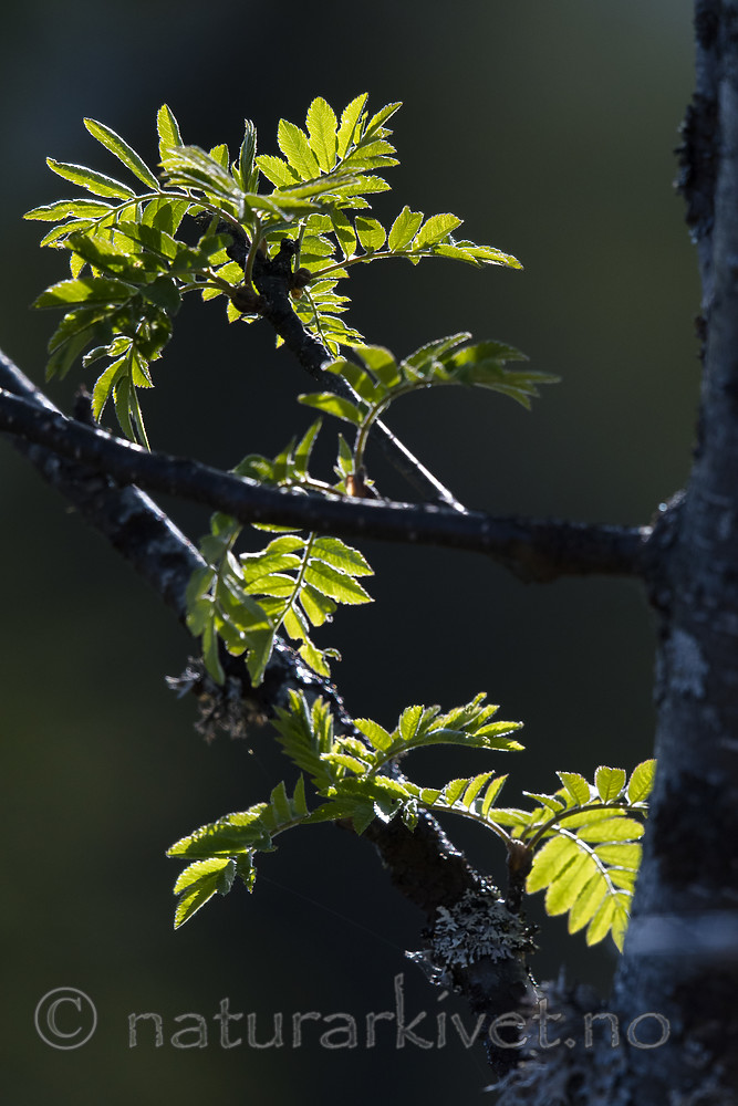 BB_20180519_0027 / Sorbus aucuparia / Rogn