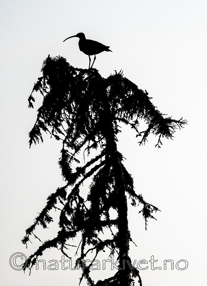 BB_20180519_0227 / Numenius phaeopus / Småspove