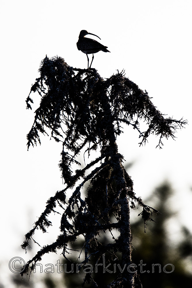 BB_20180519_0232 / Numenius phaeopus / Småspove