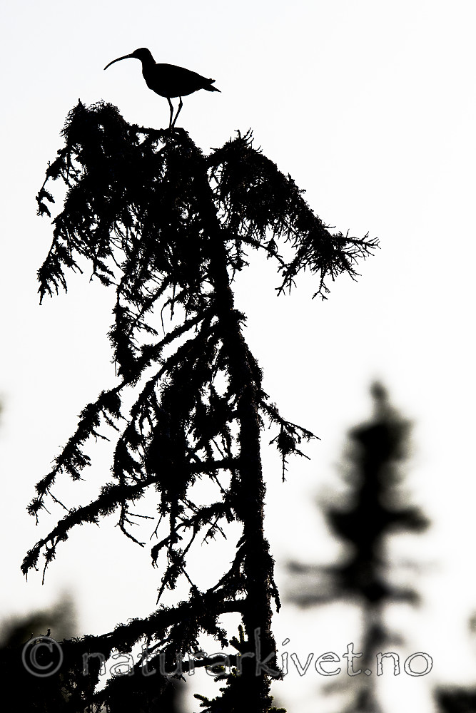 BB_20180519_0241 / Numenius phaeopus / Småspove