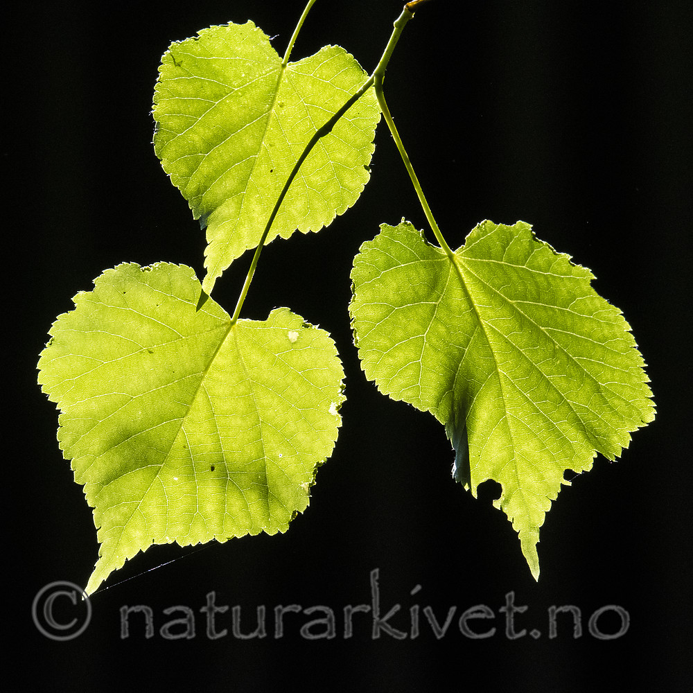 BB_20180527_0034 / Tilia cordata / Lind
