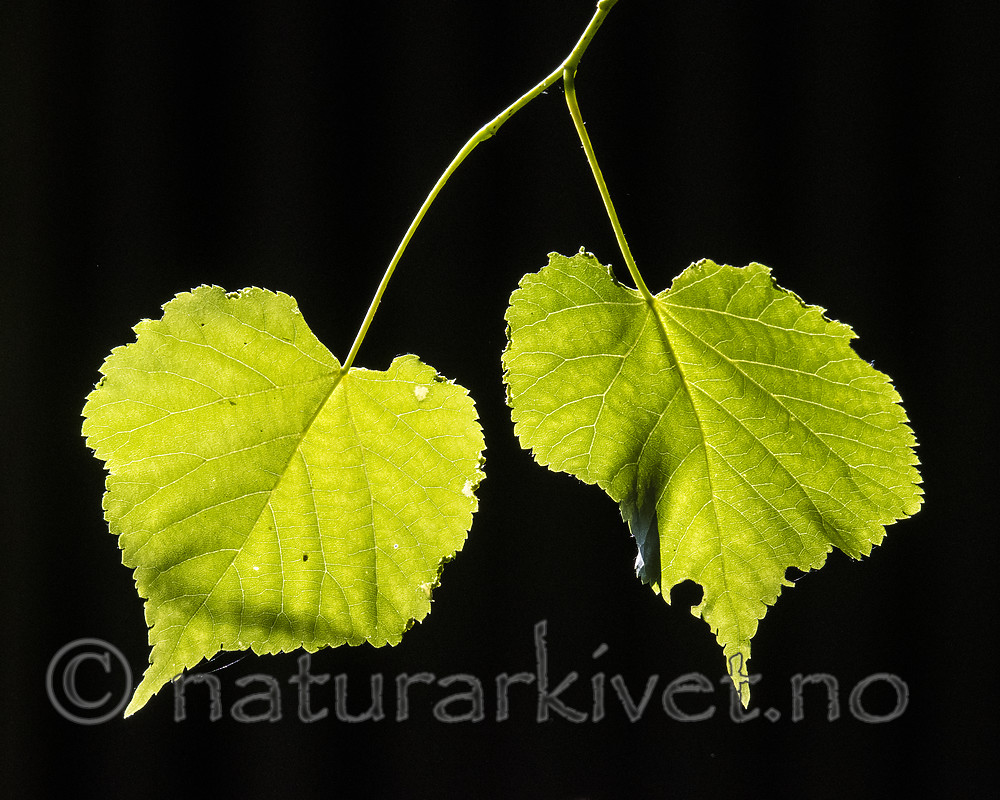 BB_20180527_0039 / Tilia cordata / Lind