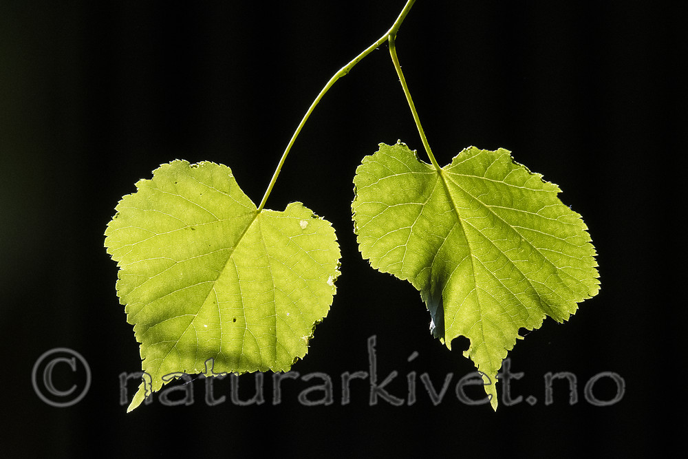 BB_20180527_0040 / Tilia cordata / Lind