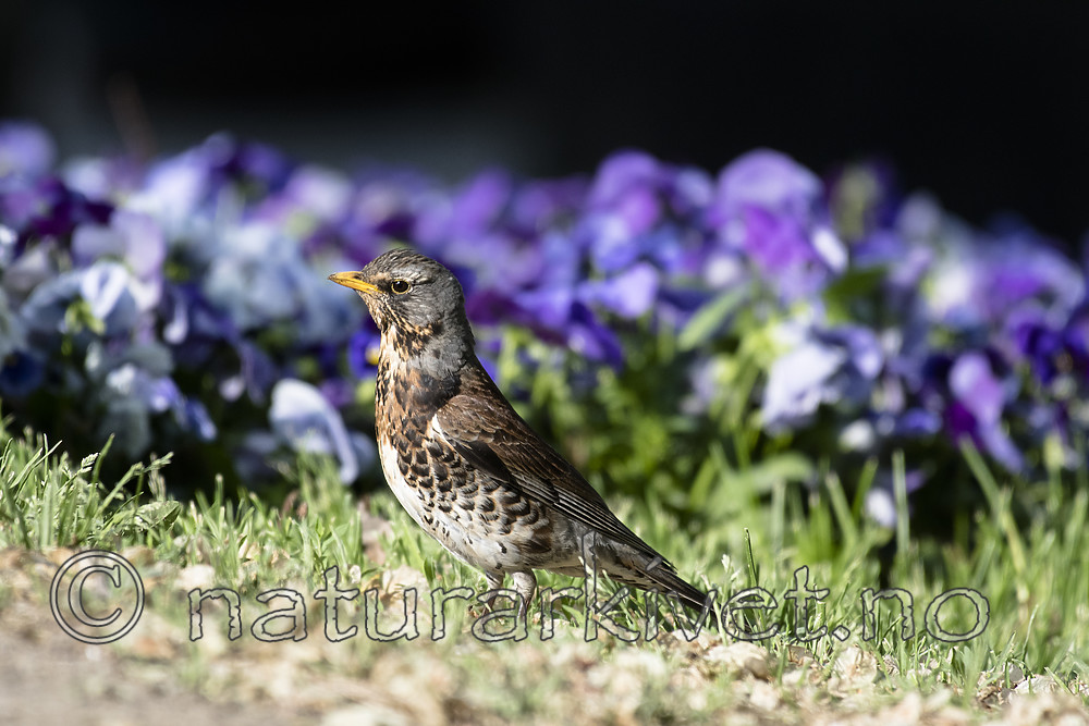 BB_20180529_0138 / Turdus pilaris / Gråtrost