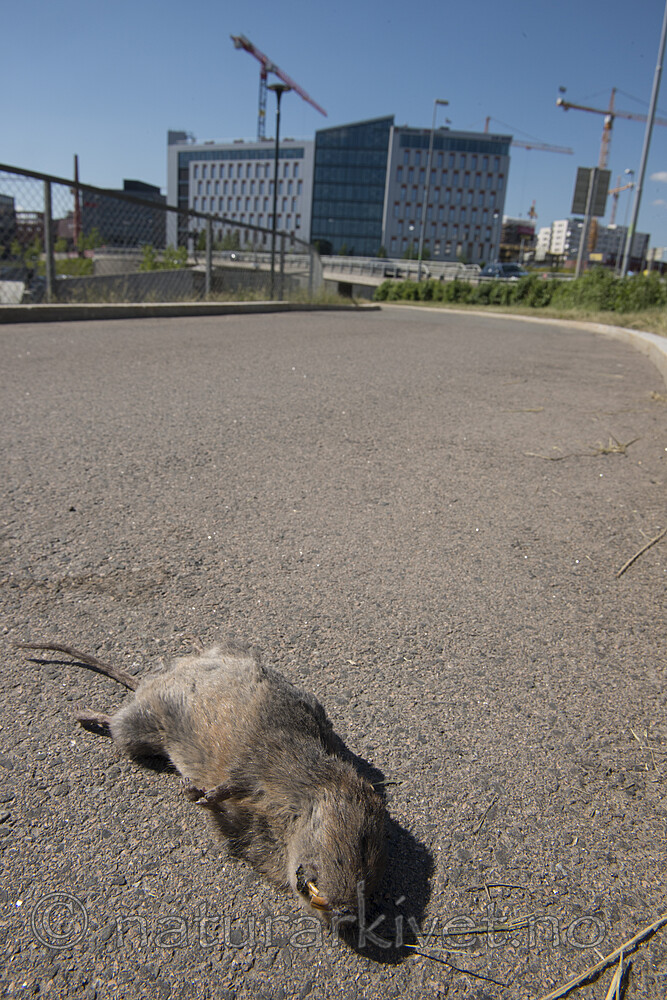 BB_20180531_0135 / Arvicola amphibius / Vånd