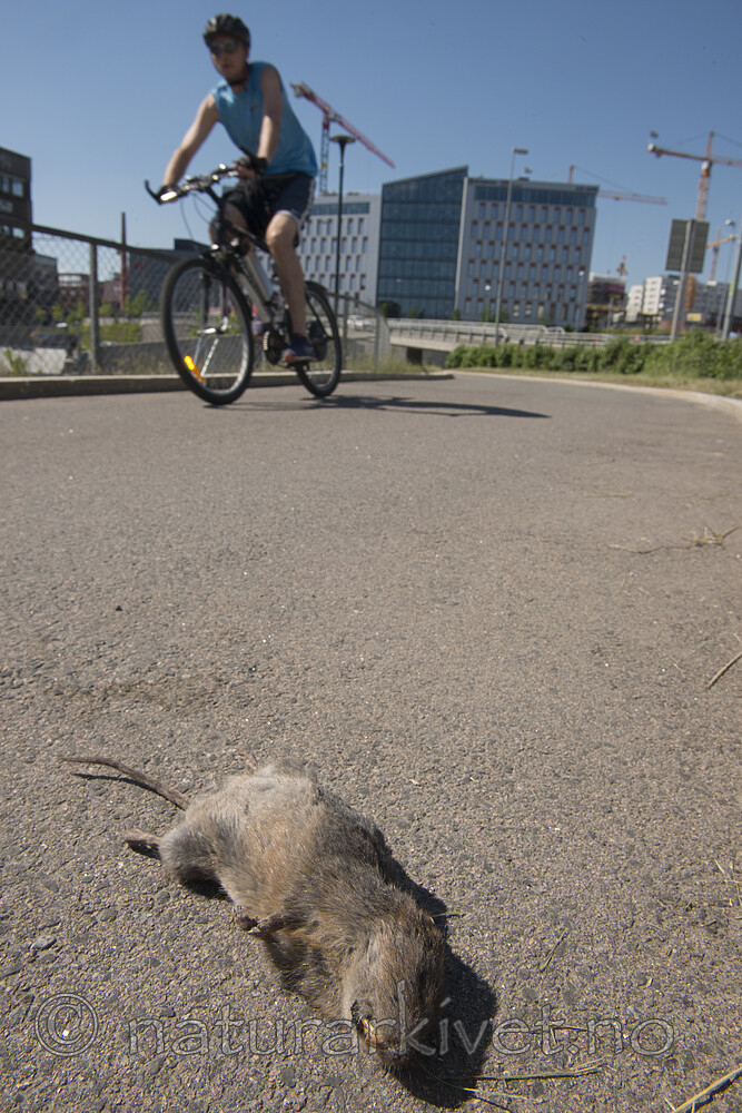 BB_20180531_0138 / Arvicola amphibius / Vånd