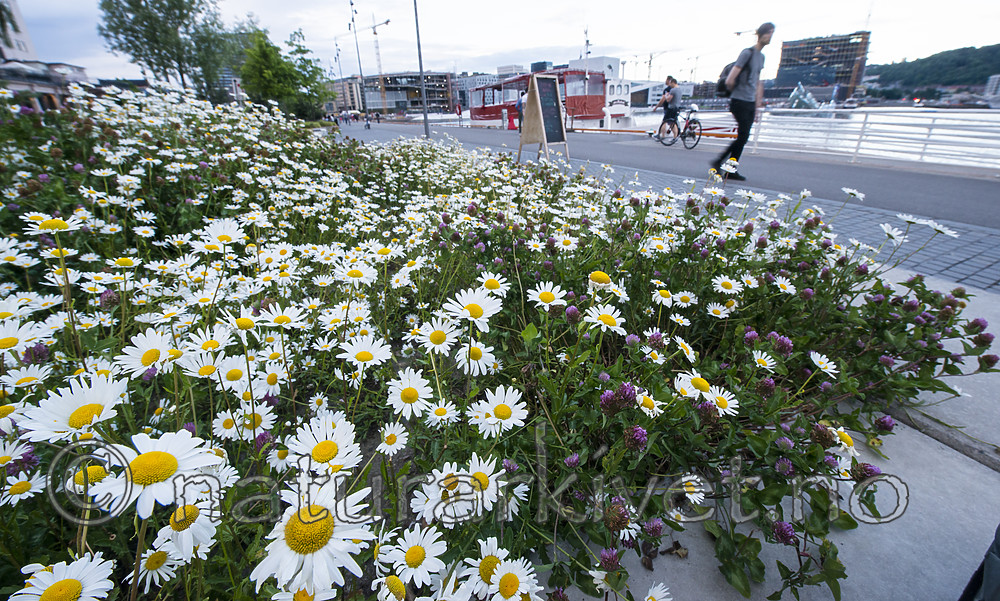 BB_20180612_0048 / Leucanthemum vulgare / Prestekrage <br /> Trifolium pratense / Rødkløver