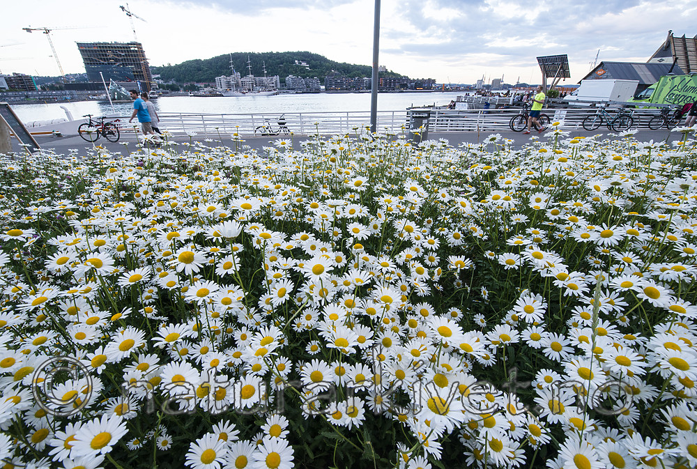 BB_20180612_0059 / Leucanthemum vulgare / Prestekrage