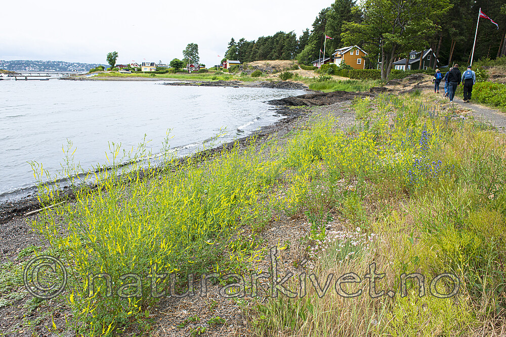 BB_20180614_0045 / Melilotus altissimus / Strandsteinkløver