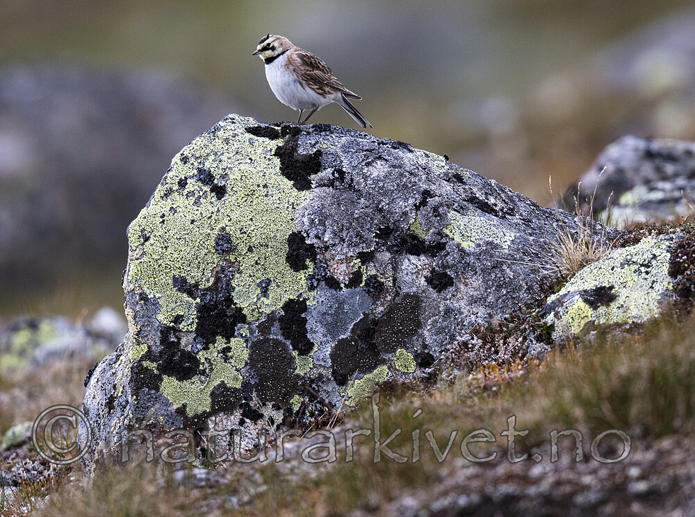 BB_20180621_1756 / Eremophila alpestris / Fjellerke