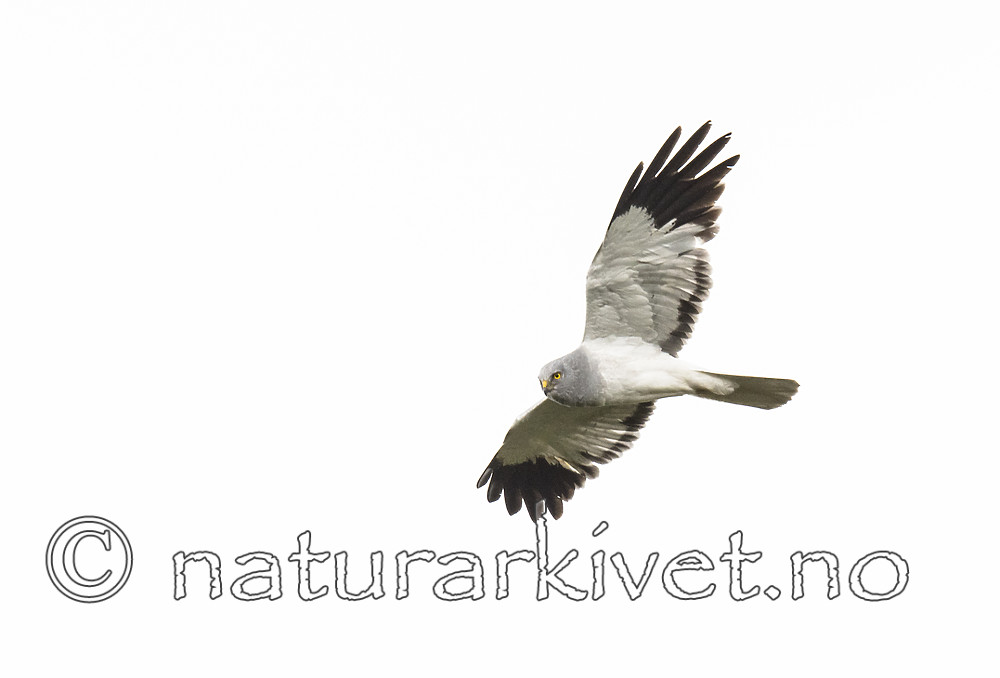 BB_20180622_0088 / Circus cyaneus / Myrhauk