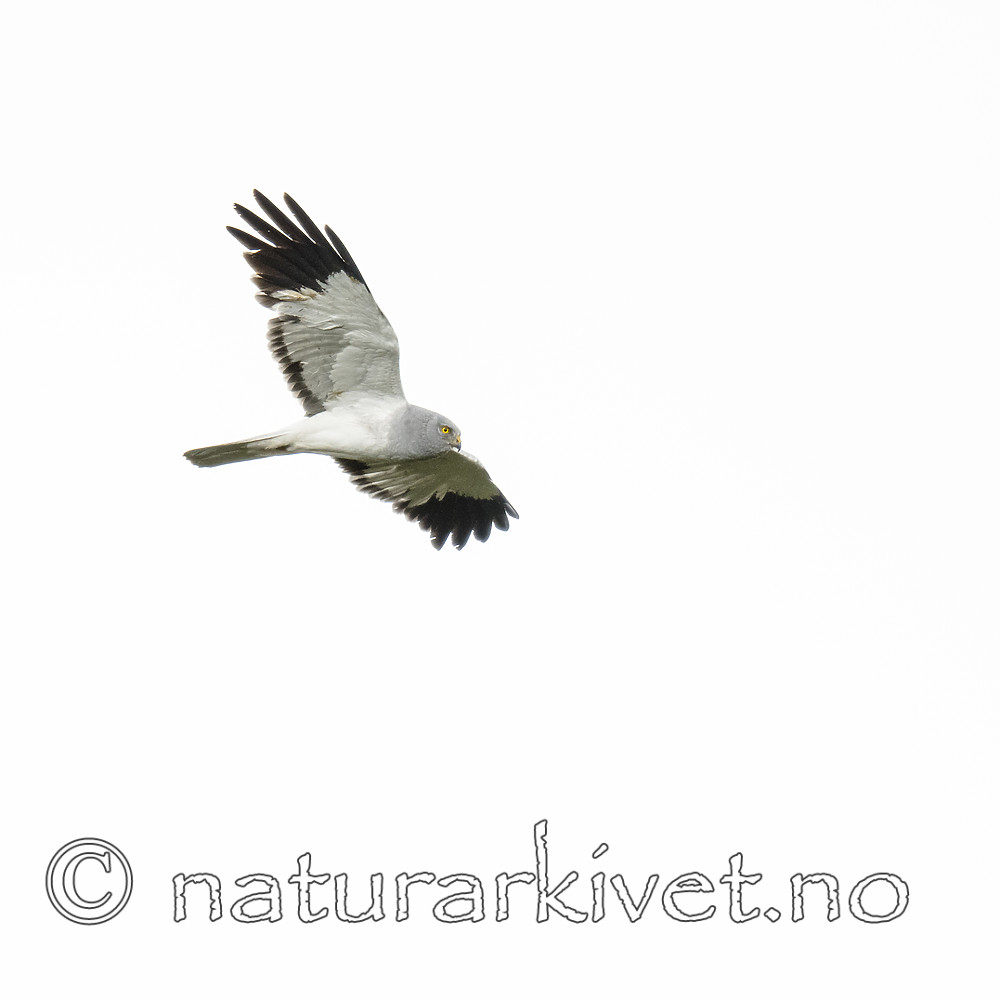 BB_20180622_0162 / Circus cyaneus / Myrhauk