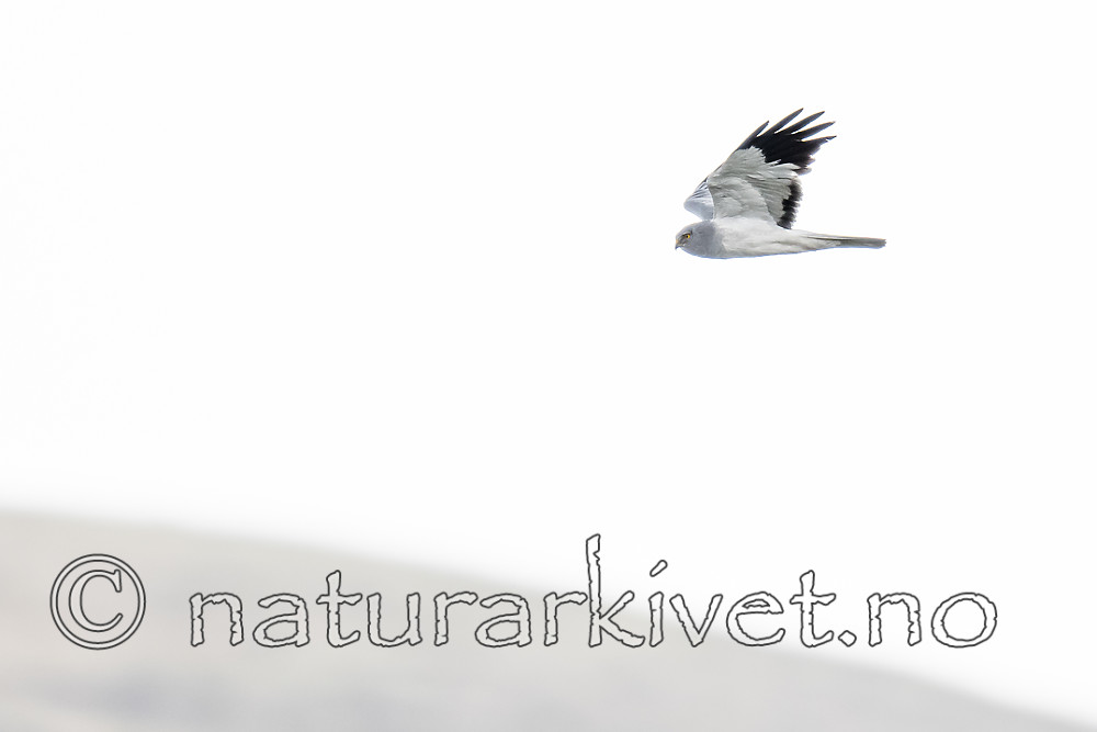 BB_20180622_0226 / Circus cyaneus / Myrhauk