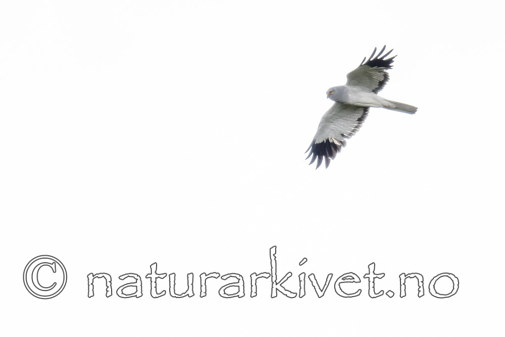 BB_20180622_0265 / Circus cyaneus / Myrhauk