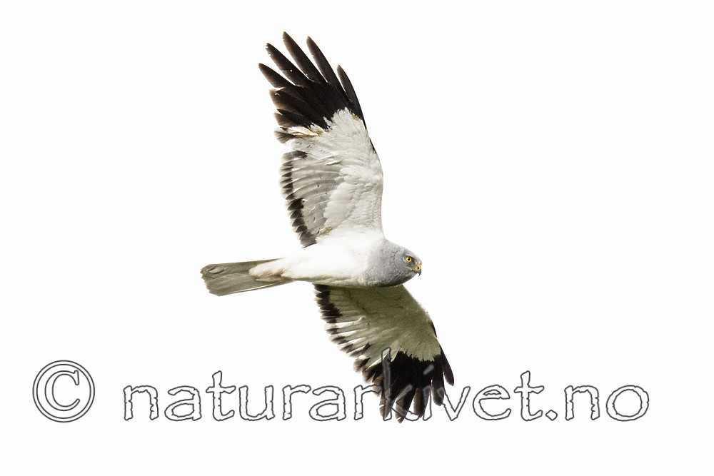 BB_20180622_0289 / Circus cyaneus / Myrhauk