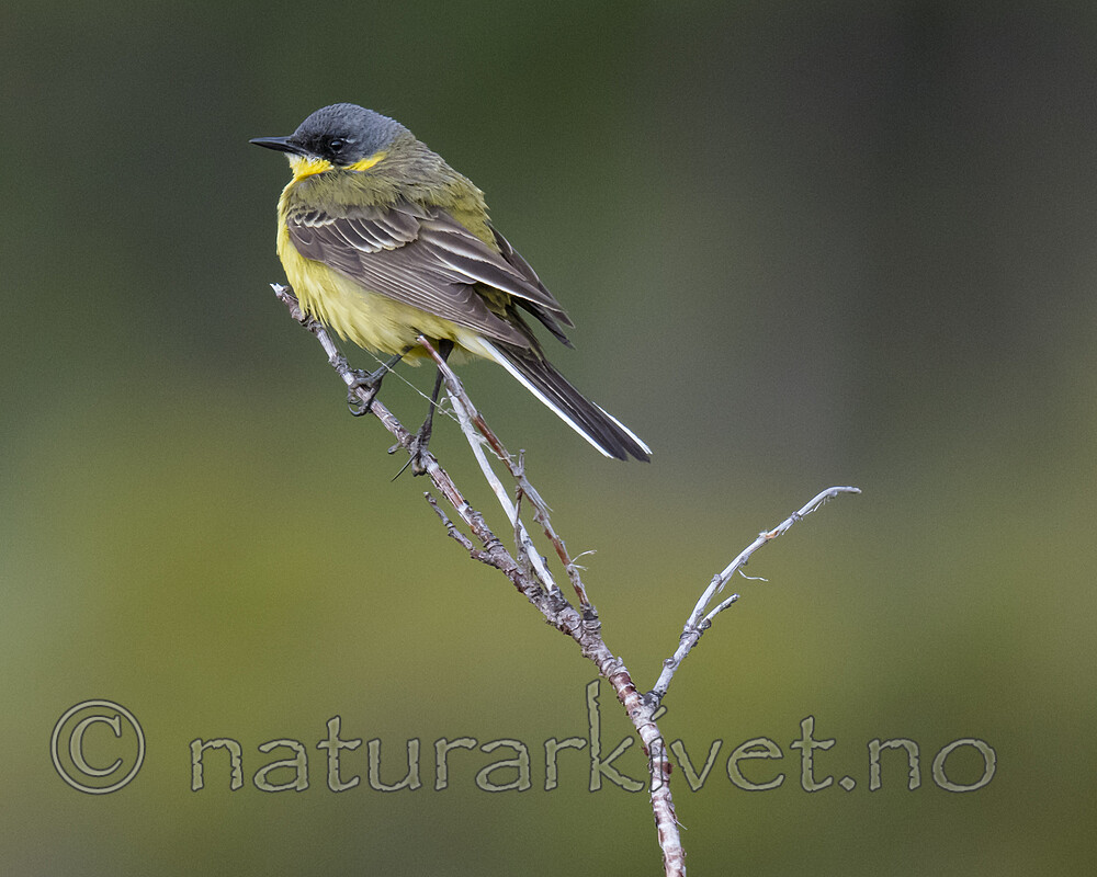 BB_20180622_0412 / Motacilla flava / Gulerle