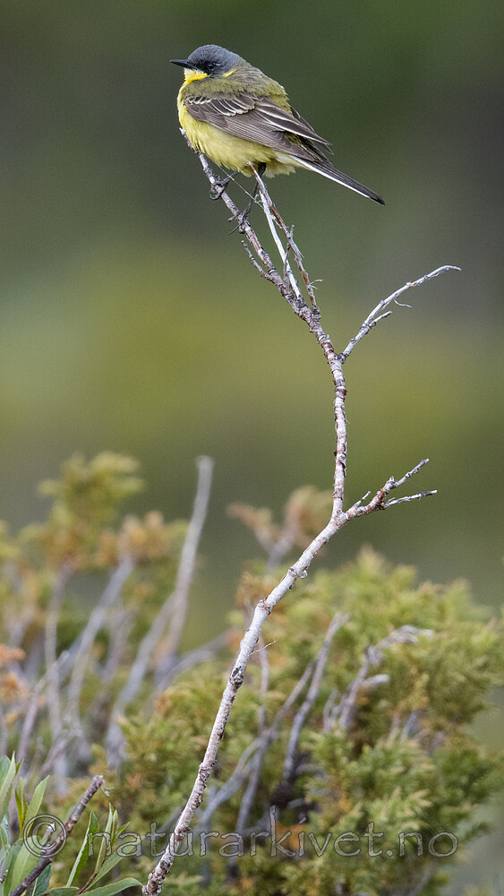 BB_20180622_0413 / Motacilla flava / Gulerle