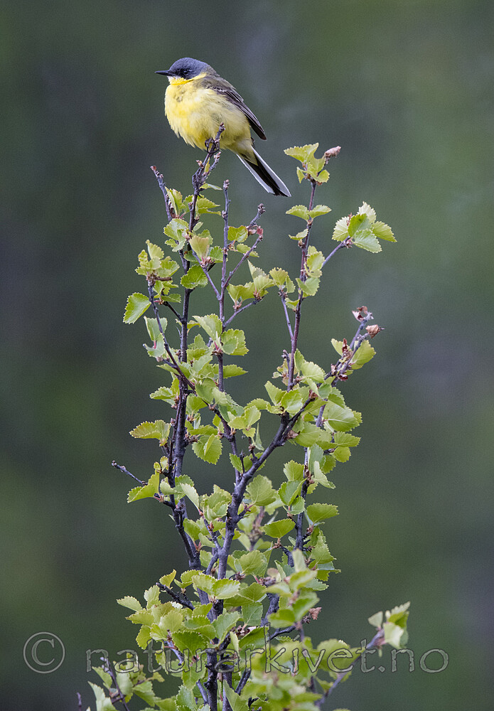 BB_20180622_0426 / Motacilla flava / Gulerle