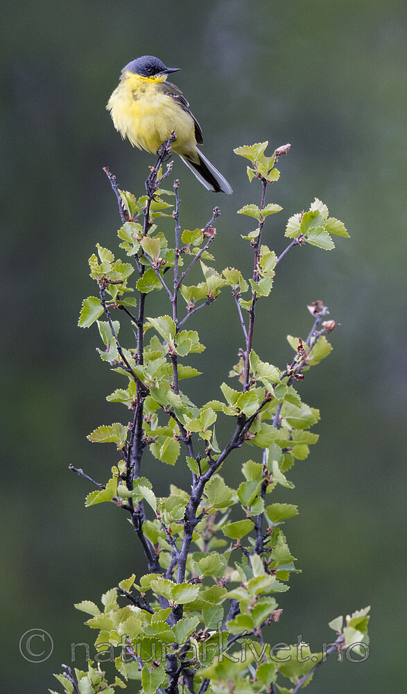 BB_20180622_0428 / Motacilla flava / Gulerle