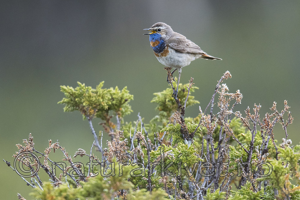 BB_20180622_0471 / Luscinia svecica / Blåstrupe