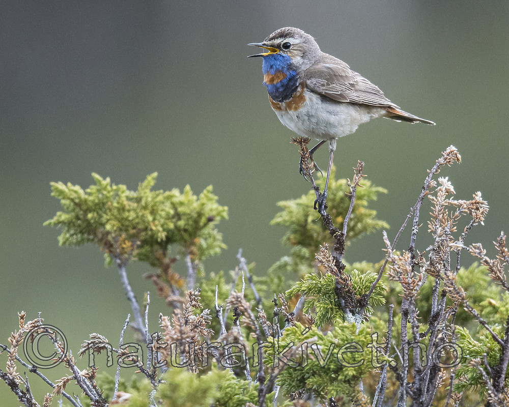 BB_20180622_0474 / Luscinia svecica / Blåstrupe