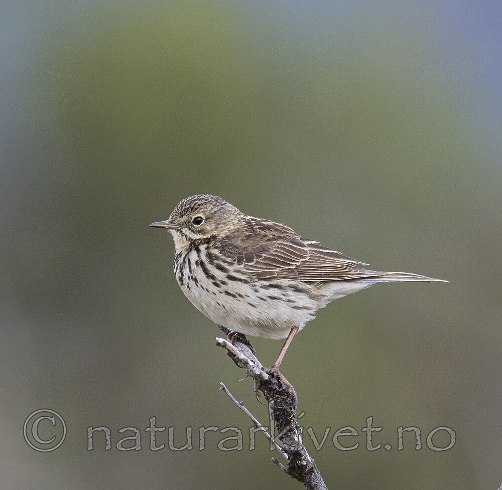 BB_20180622_0559 / Anthus pratensis / Heipiplerke