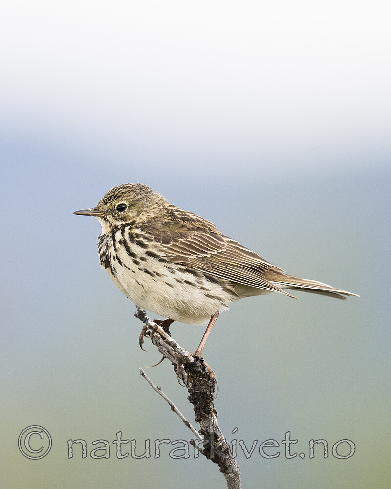 BB_20180622_0569 / Anthus pratensis / Heipiplerke