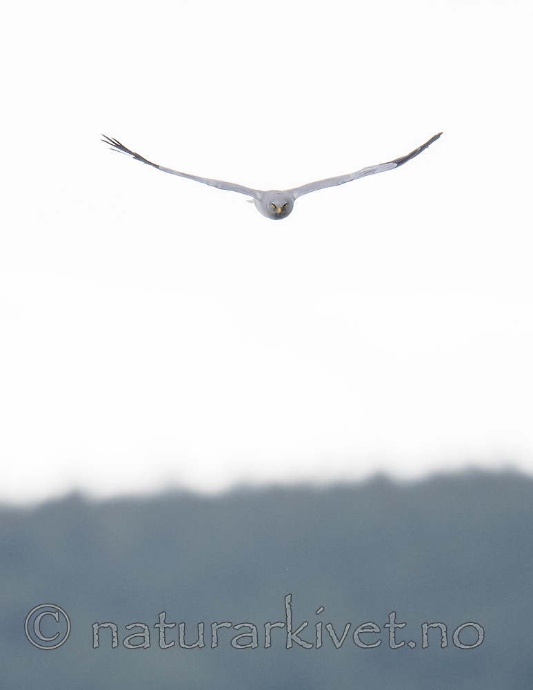 BB_20180622_0577 / Circus cyaneus / Myrhauk