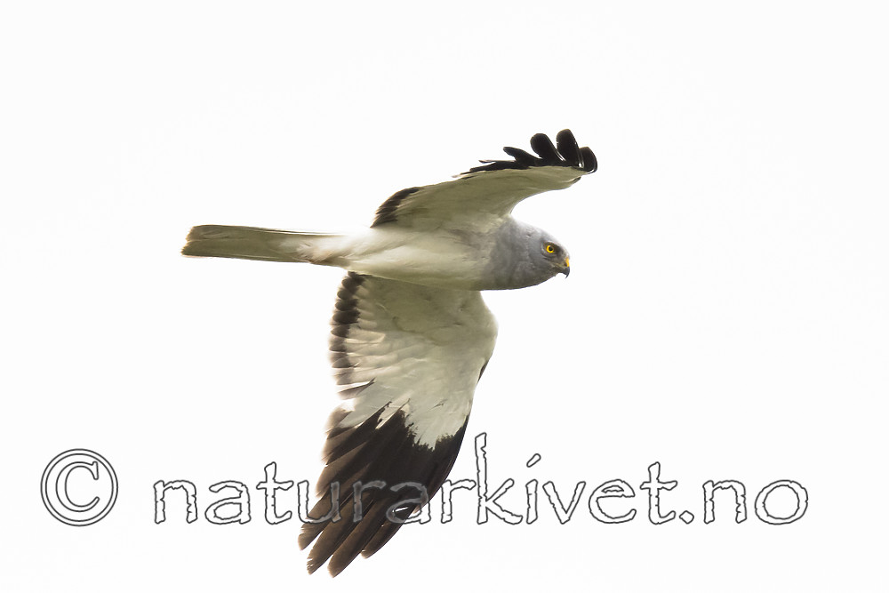 BB_20180622_0601 / Circus cyaneus / Myrhauk