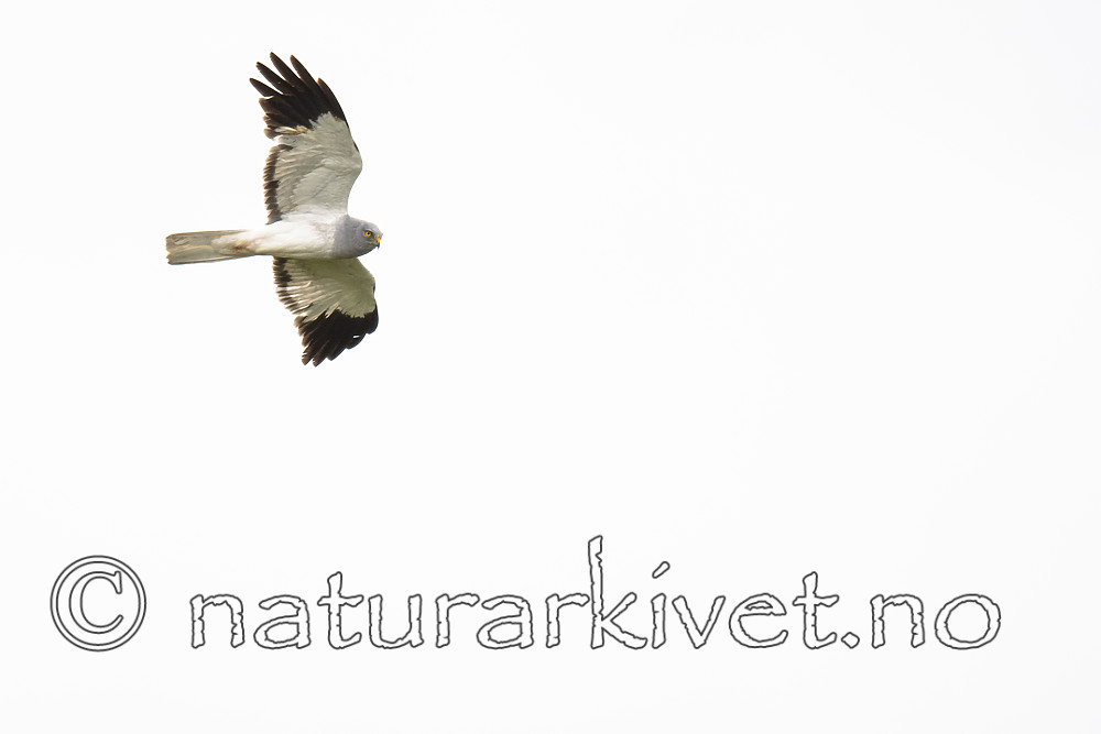 BB_20180622_0625 / Circus cyaneus / Myrhauk