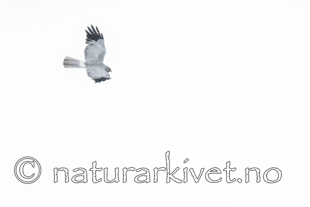 BB_20180622_0678 / Circus cyaneus / Myrhauk