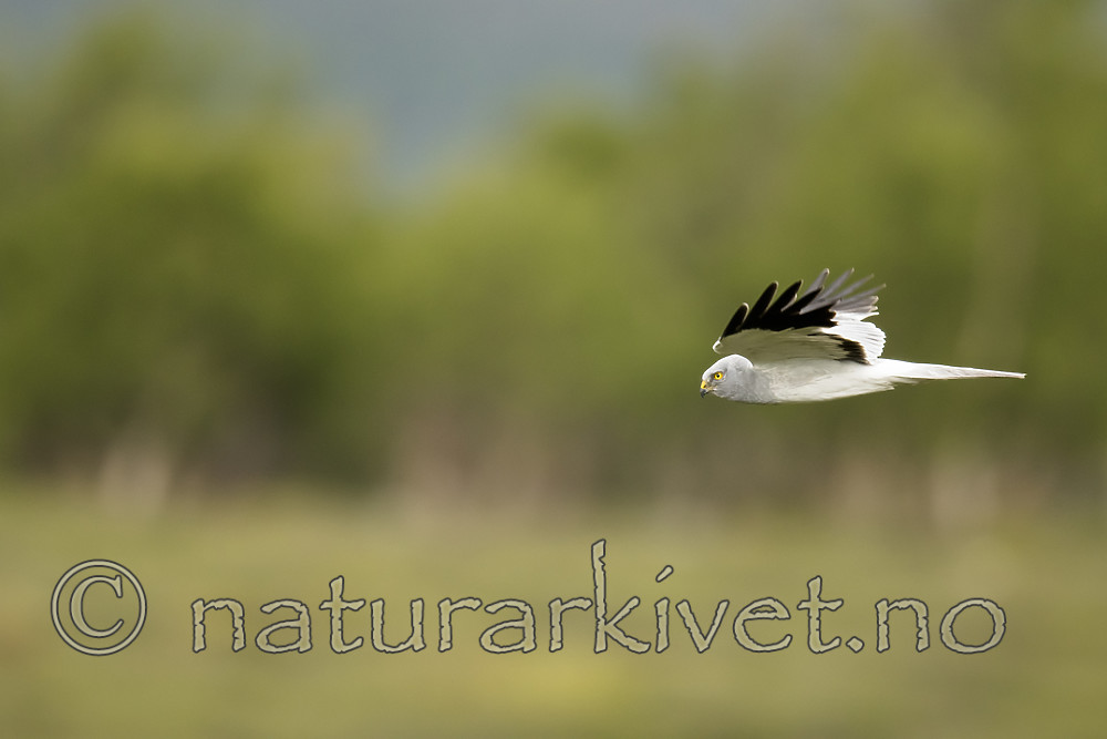 BB_20180622_0723 / Circus cyaneus / Myrhauk