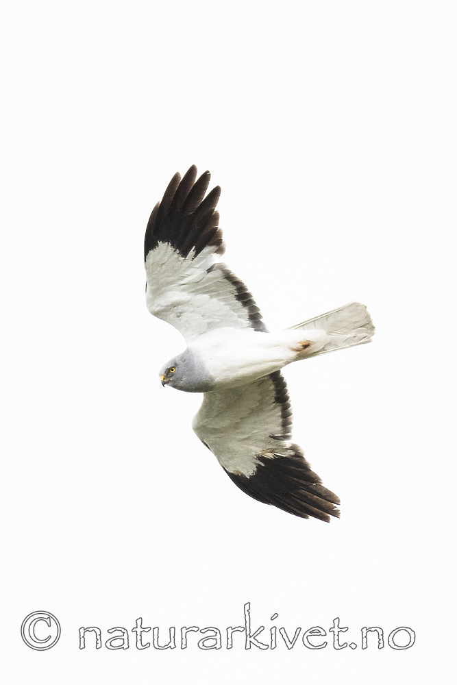 BB_20180622_0801 / Circus cyaneus / Myrhauk