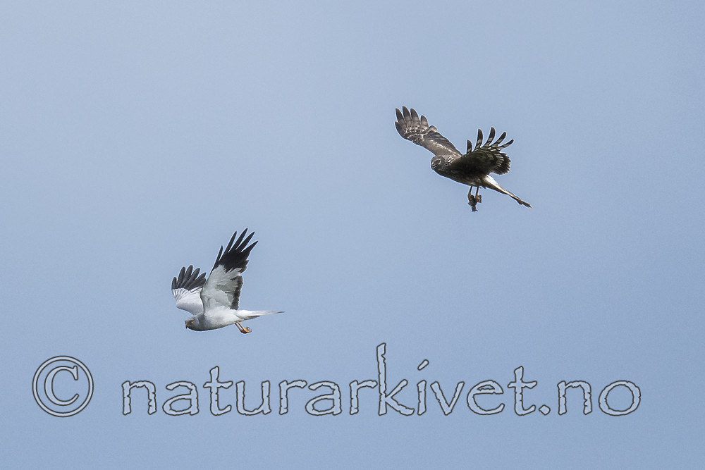 BB_20180623_0164 / Circus cyaneus / Myrhauk