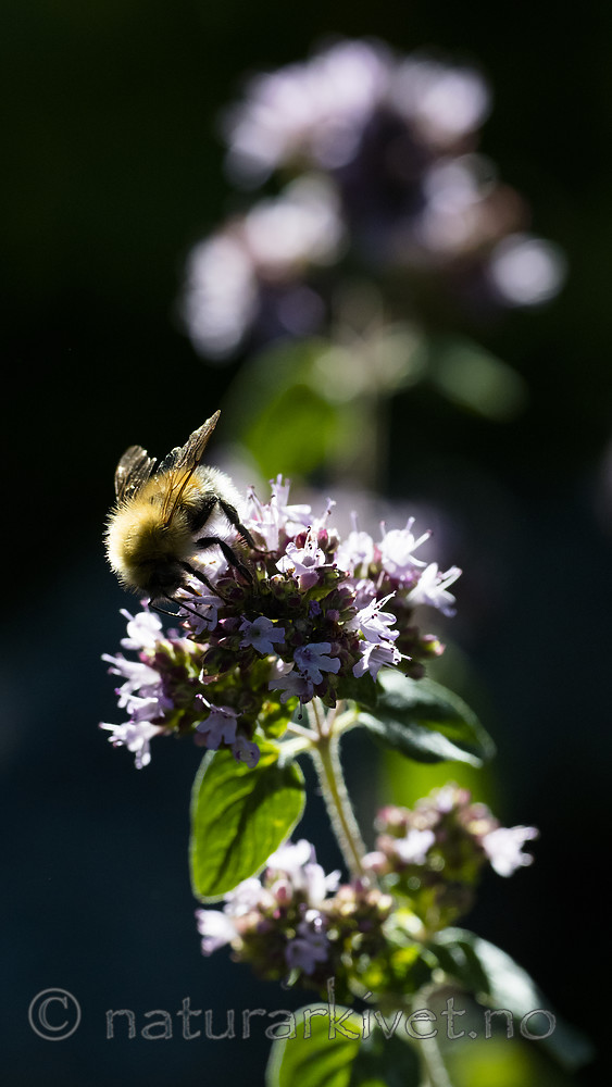 BB_20180630_0002 / Bombus hypnorum / Trehumle <br /> Origanum vulgare / Bergmynte