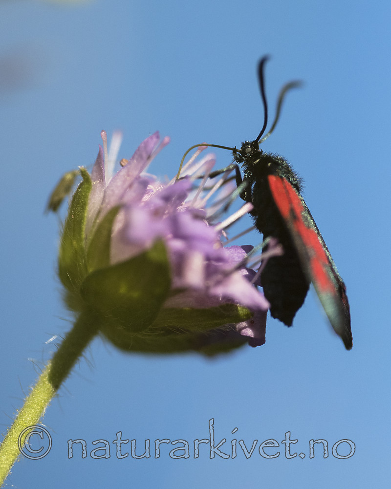 BB_20180702_0368 / Knautia arvensis / Rødknapp <br /> Zygaena viciae / Liten bloddråpesvermer