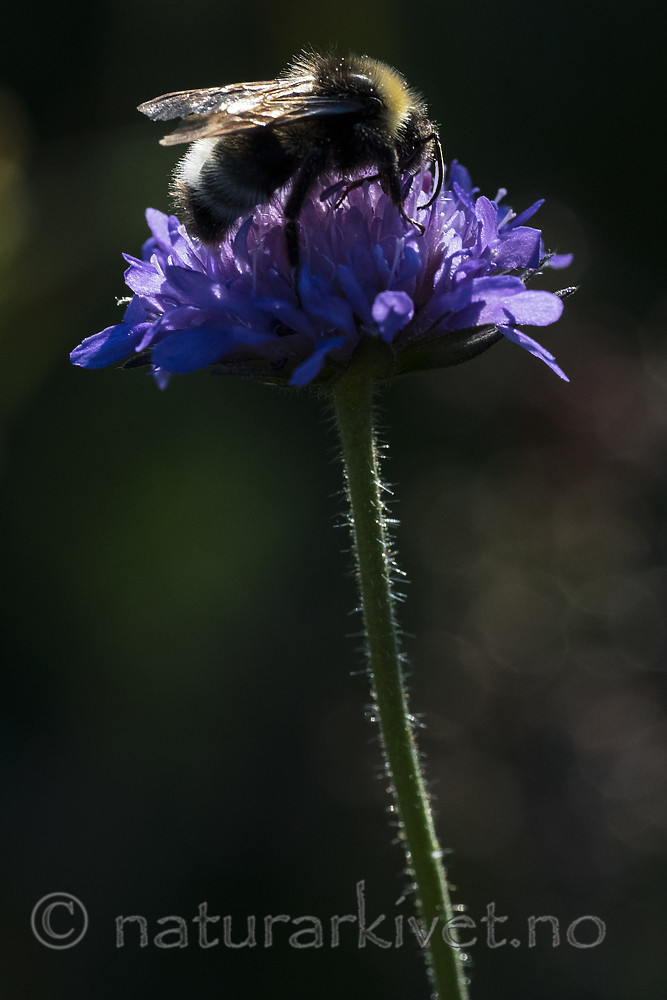 BB_20180702_0435 / Knautia arvensis / Rødknapp