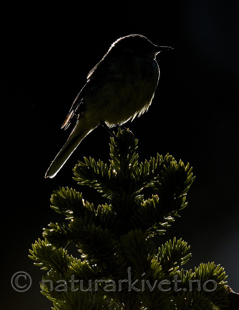 BB_20180707_0182 / Motacilla flava / Gulerle