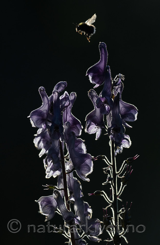 BB_20180707_0193 / Aconitum lycoctonum / Torhjelm