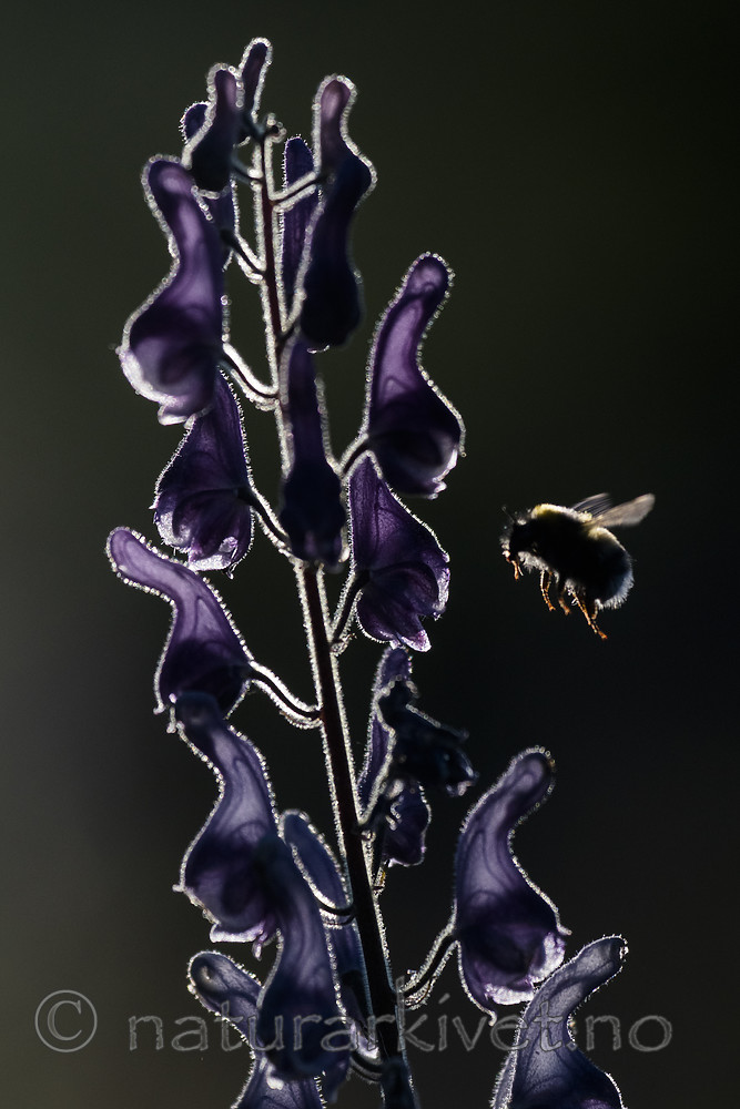 BB_20180707_0200 / Aconitum lycoctonum / Torhjelm