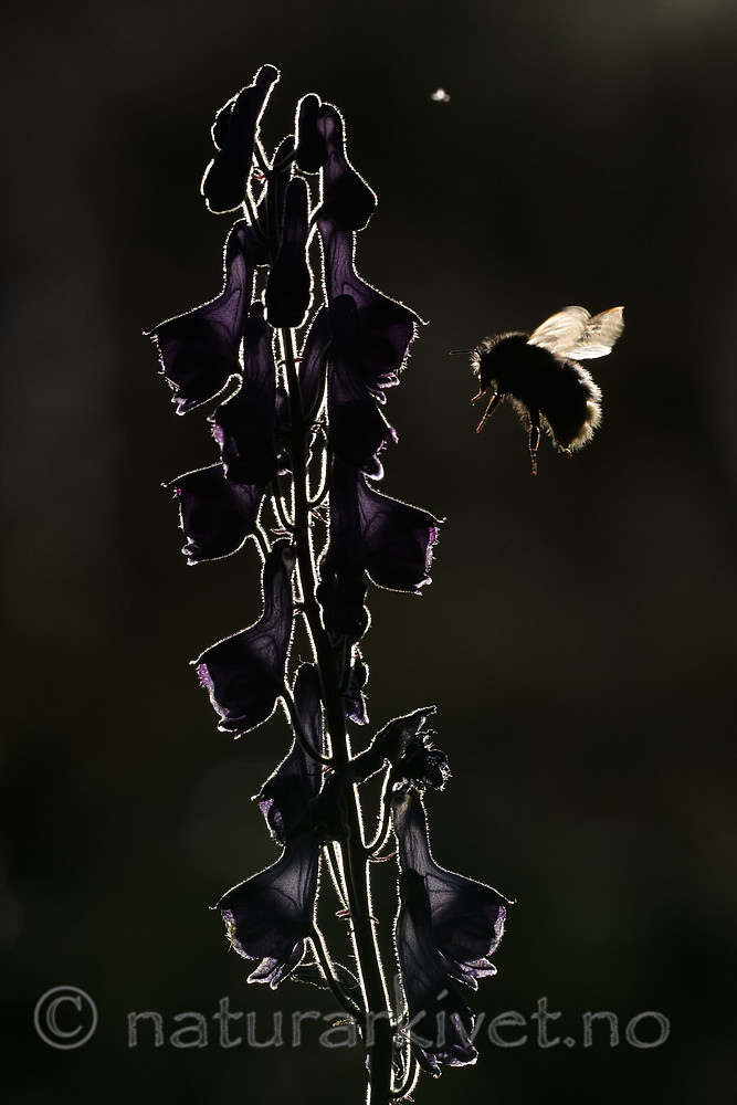 BB_20180707_0216 / Aconitum lycoctonum / Torhjelm