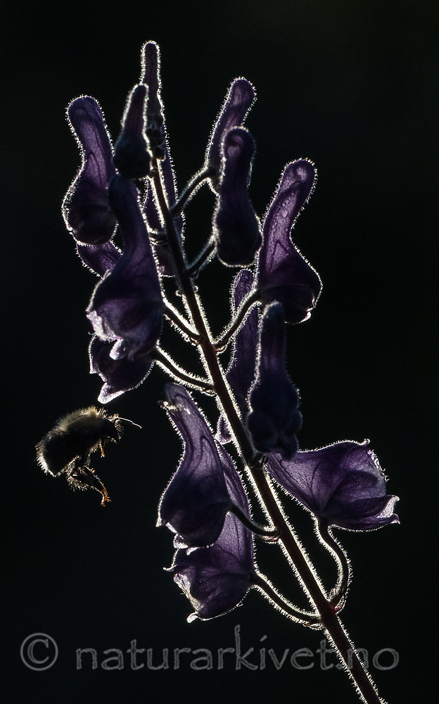 BB_20180707_0242 / Aconitum lycoctonum / Torhjelm