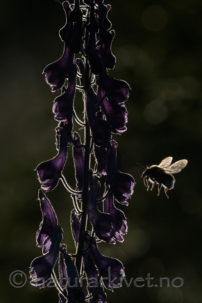 BB_20180707_0249 / Aconitum lycoctonum / Torhjelm