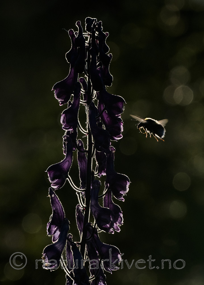 BB_20180707_0258 / Aconitum lycoctonum / Torhjelm