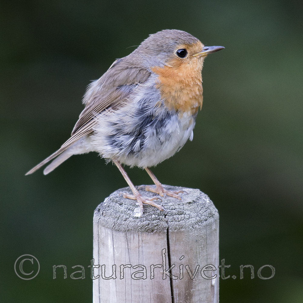 BB_20180711_0026 / Erithacus rubecula / Rødstrupe