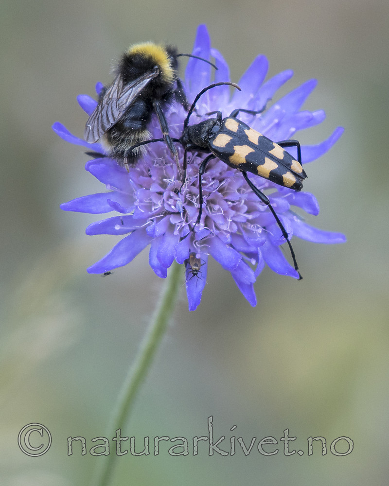 BB_20180711_0032 / Knautia arvensis / Rødknapp <br /> Leptura quadrifasciata