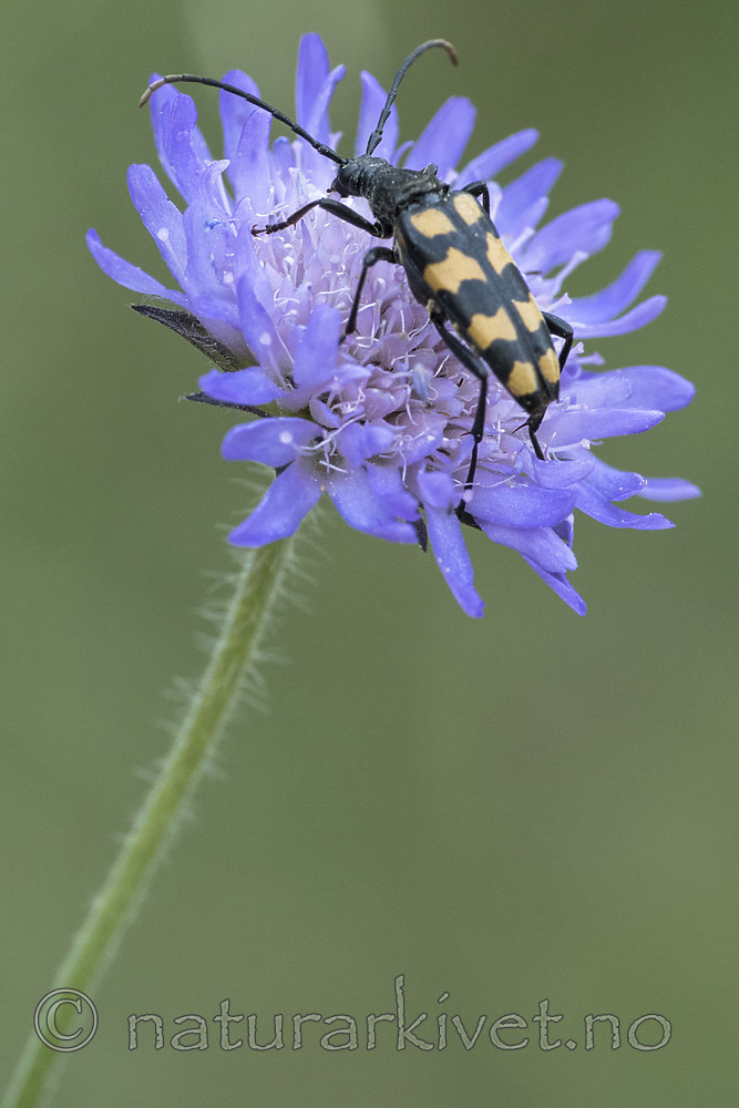 BB_20180711_0095 / Knautia arvensis / Rødknapp <br /> Leptura quadrifasciata