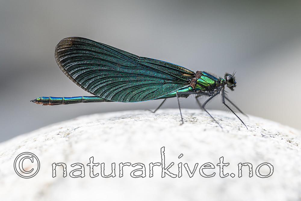BB_20180712_0223 / Calopteryx virgo / Blåvingevannymfe